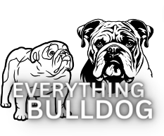 Everything Bulldog: Unveiling the World of Wrinkled Joy